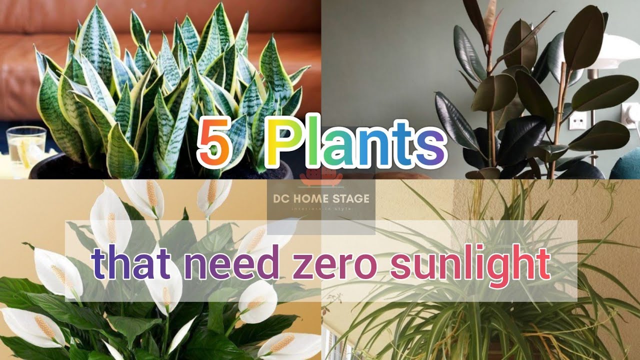 Indoor Plants For Study Table by_MomiSwargiary interior solutions