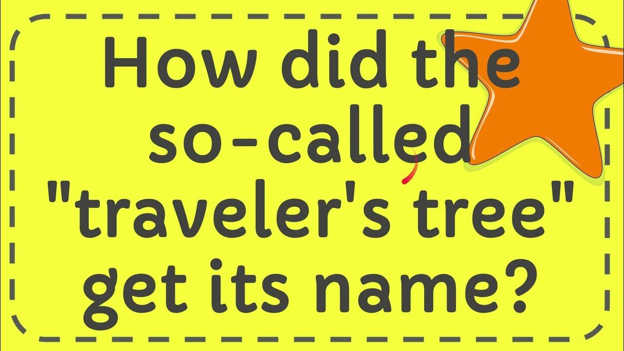 How did the so called "traveler's tree" get its name? Answer YouTube