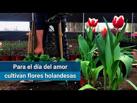 Video: ¿Cuánto cuesta un tulipán?