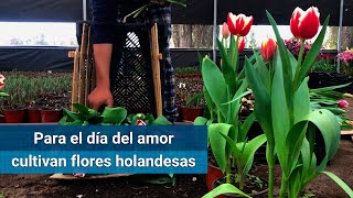 Cultivan Tulipanes Para La Venta Del 14 De Febrero