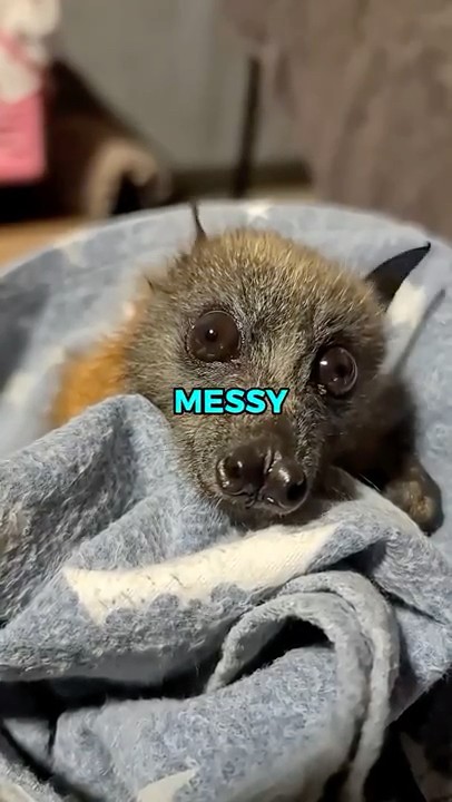 Would a Flying Fox Make a Good Pet? | Pets Rated 😲 #flyingfox #animalreview #animalfacts