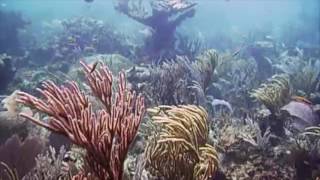 Free Diving Bahamas Exuma Cays