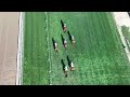 Drone - Footage - Specialty wins Race 9 on Friday, June 5 at Santa Anita Park