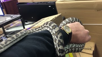 Reptile Life - Julatten Jungle & Jungle Carpet Pythons