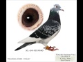 Palomas mensajeras en canarias - algunas de mis palomas reproductoras.