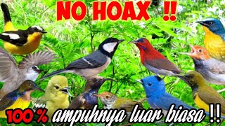 Download Lagu Suara Pikat Burung Kecil andalan @kicaustrike MP3