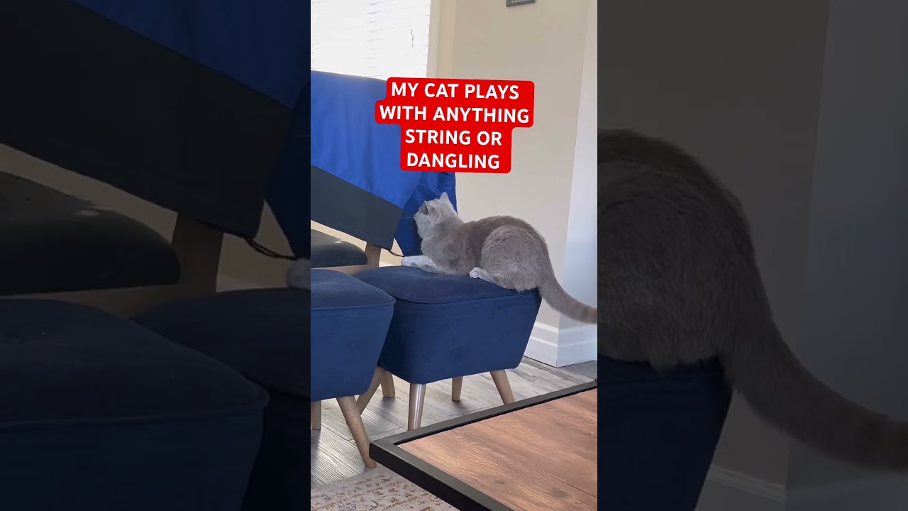 My Cat Plays With Anything String or Dangling #catshorts #cats #catvideos #catlovers #bsh #bshcat