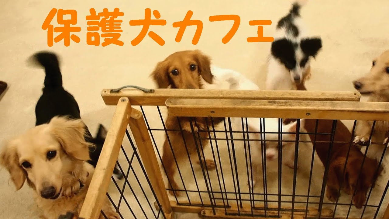 犬 カフェ 茨城 457866犬 が いる カフェ 茨城 Freemuryoxmt3hy