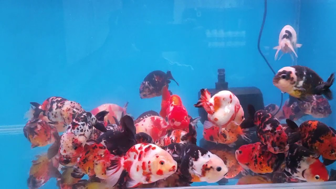 花蘭壽 縮圖