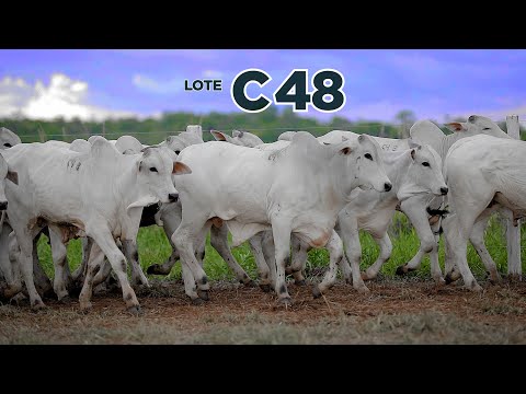 LOTE C48