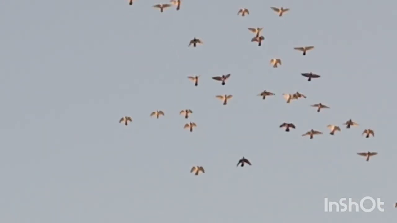 ضيعنه 2 اليوم فحل حبري و طيره 