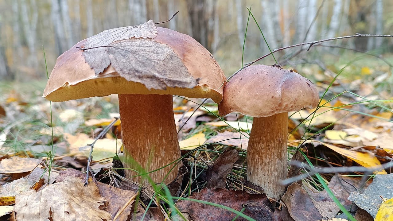 ГРИБАЛКА ЯК У СНІ - весь ліс у грибах! Білі та Польські гриби у лісах Київщини 🌲🍄‍🟫