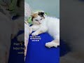 kucing butuh duit 🐈😅 #youtubeshorts #cat