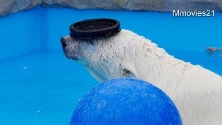 フタを頭にのせるララ~Polar Bear in the pool