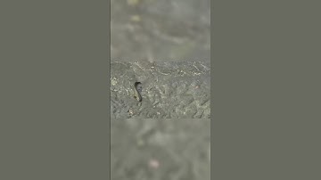 Câu cá lóc #caucaloc #caucalockhung #manhraufishing #cauca #chuotlk