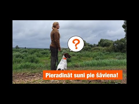 Video: Kā Pieradināt Suni Pie Segvārda