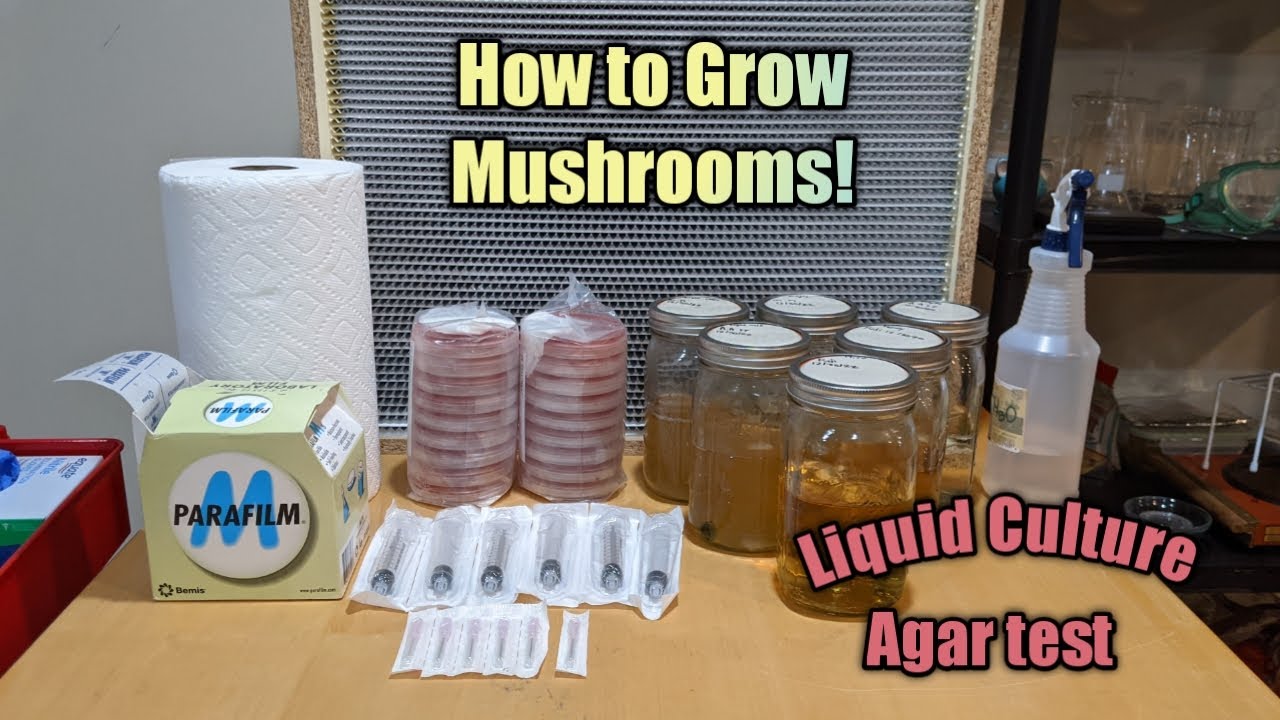 How to grow mushrooms. Liquid culture agar test. YouTube