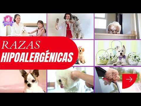 Video: Raza De Perro Löwchen Hipoalergénico, Salud Y Vida útil