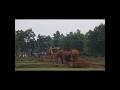 🐘Mothers pain comes village for Her Calf#aesthetic#wildlife#elephant#wildpredator#animals#viralvideo