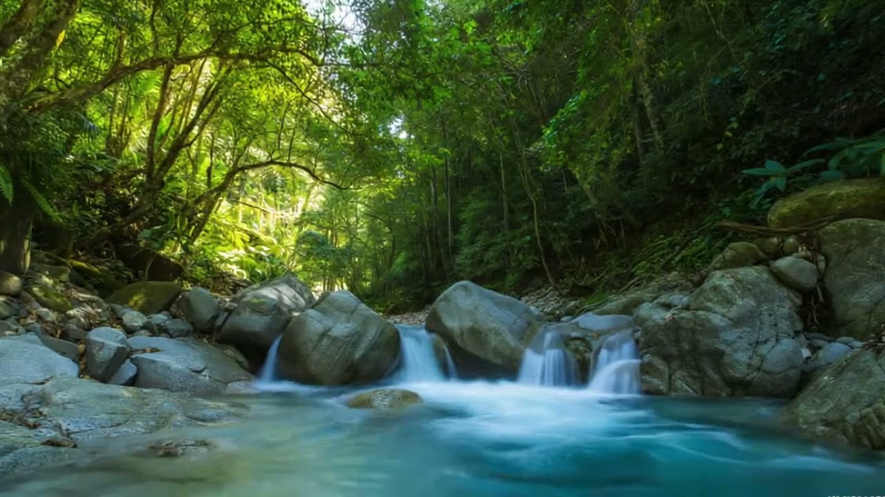 River Sound ASMR & Forest Birds Chirping | Morning forest Ambience for Sleep and Gentle Meditation