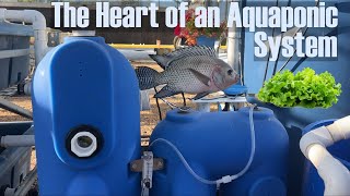 Aquaponics: How to Save Money and Still be Successful