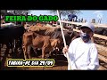 Feira do Gado em Tabira-PE Veja os preços