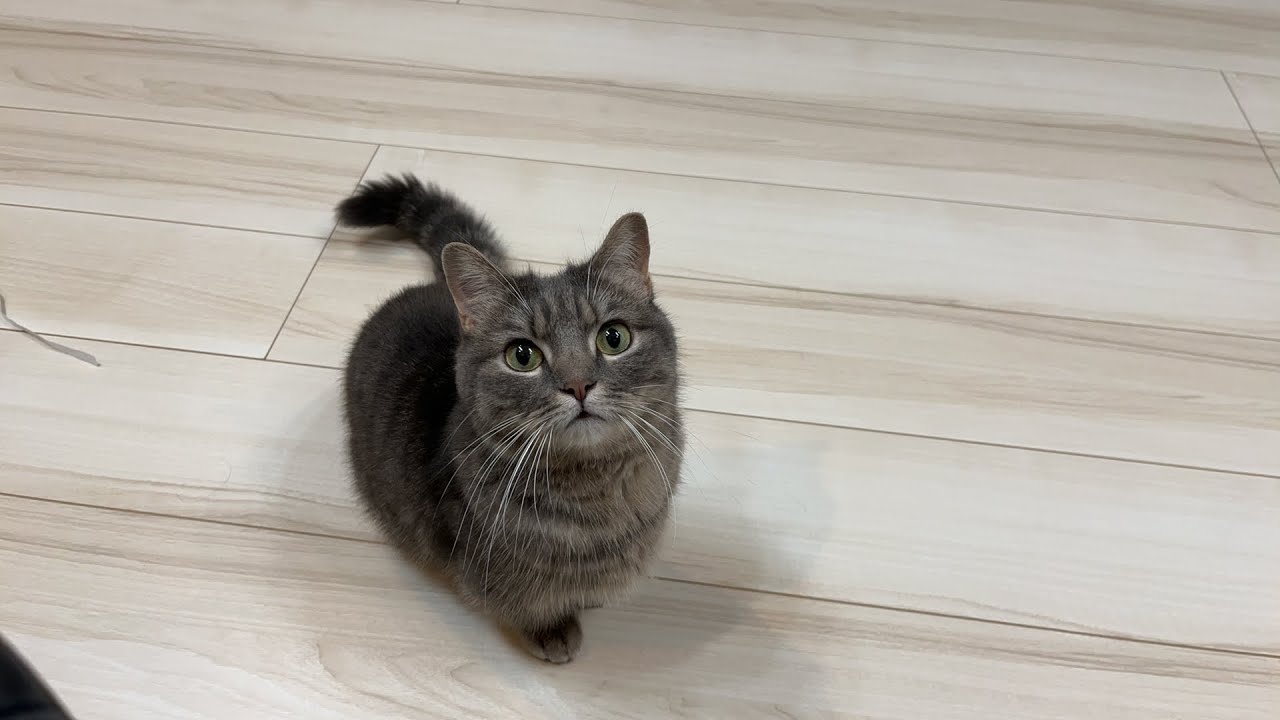 短毛シュシュ(アクアフラワー)わんちゃん猫ちゃん用 短毛シュシュ(アクアフラワー)わんちゃん猫ちゃん用