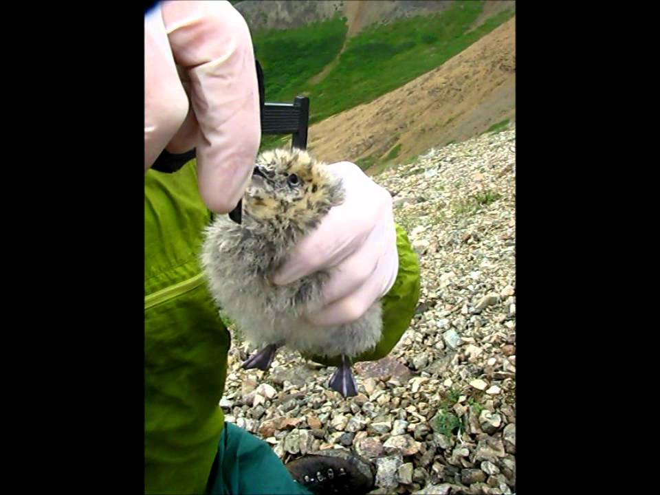 Kittlitz's Murrelet Chicks
