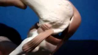SamLeahey.com: Angled Tibia