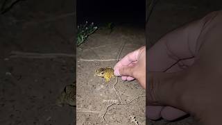 Catch big frogs funny | Try don't laugh | wepwep catching frogs make you laugh #shortsviral