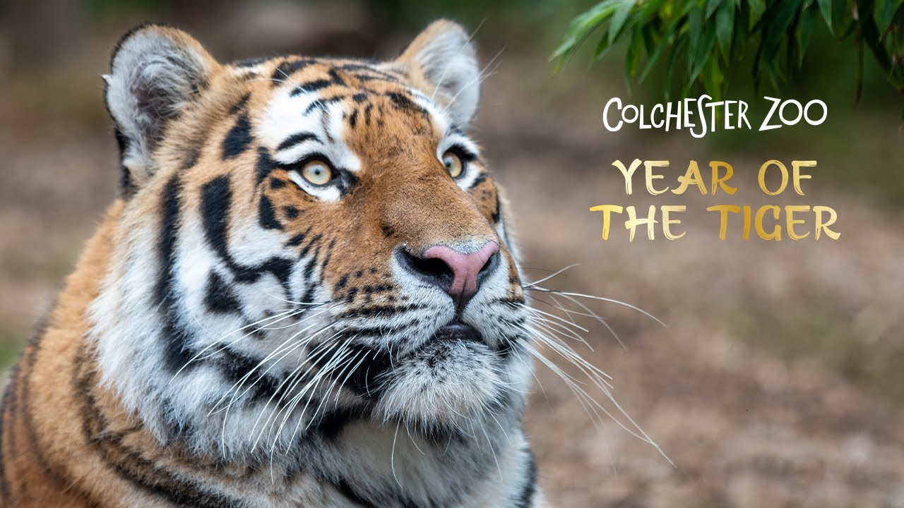 Year of the Tiger 2022