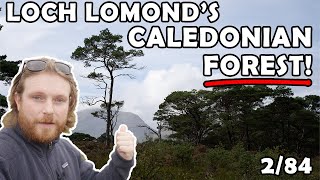 Loch Lomond's Hidden Caledonian Forest