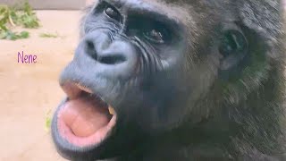 Oldest Female Gorilla Freaks Out While Phone Camera Shooting The Shabani Family