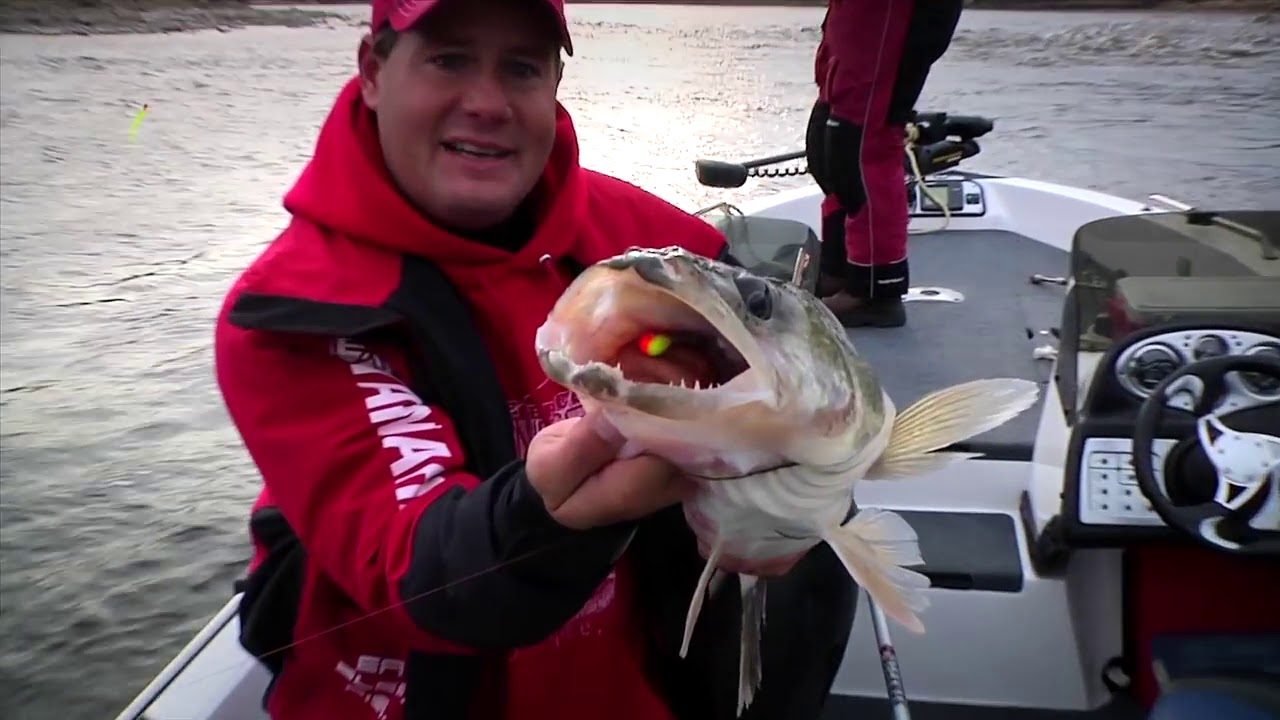 Catch Giant Rainy River Walleye on Plastics using Authentix Pulse-R by B  Fish'n walleye fishing 