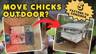 Guide to Transitioning Chicks: From Brooder to Coop at Just 3 Weeks! by Kummer Homestead 115 views 7 days ago 9 minutes, 46 seconds