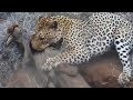 화난 표범의 엄청난 사냥 전투 능력!! leopard real fights!