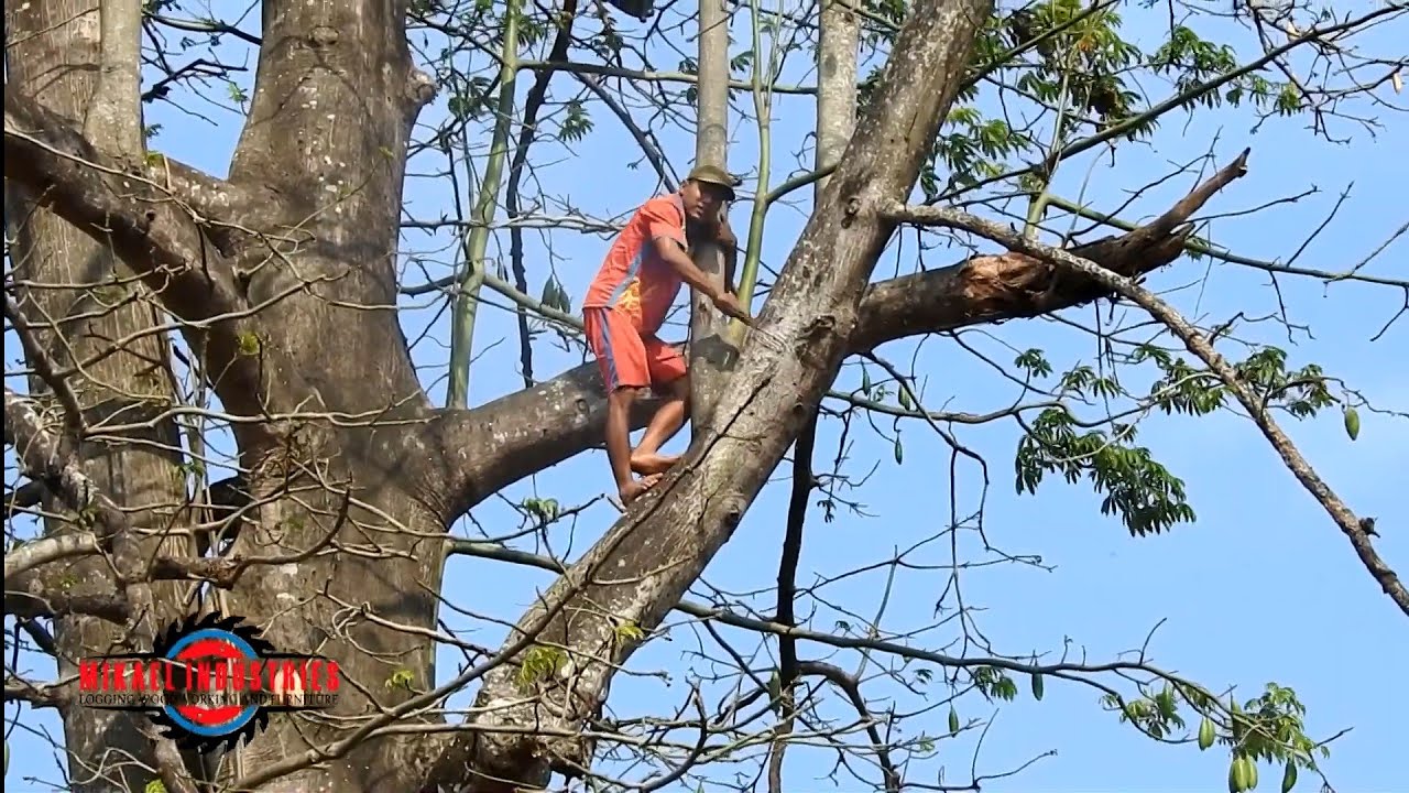 World Dangerous Cutting Down Giant Tree || RUSSIAN STYLE - YouTube