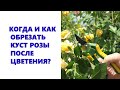 Когда и как обрезать розы после цветения летом?