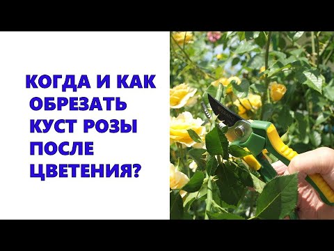 Бейне: Параққа кіруді қалай қалпына келтіруге болады