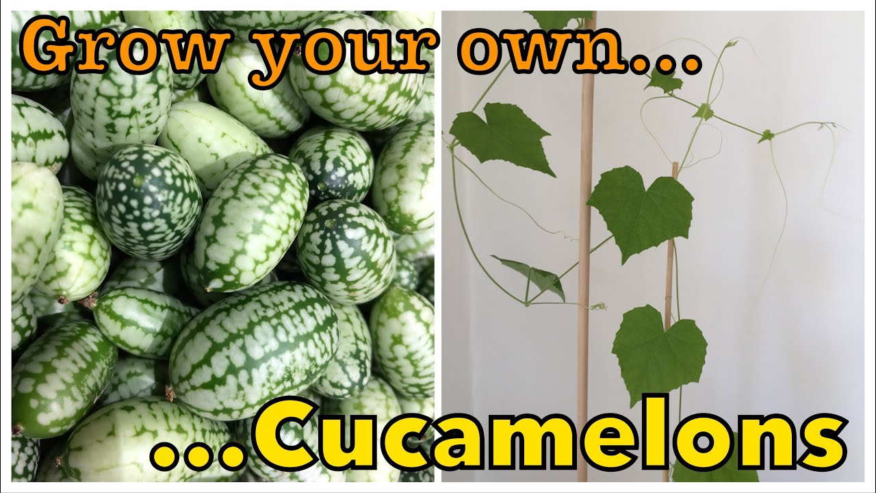 How to grow Cucamelons - Mini Exotic Fruit - City Vegetable Gardener