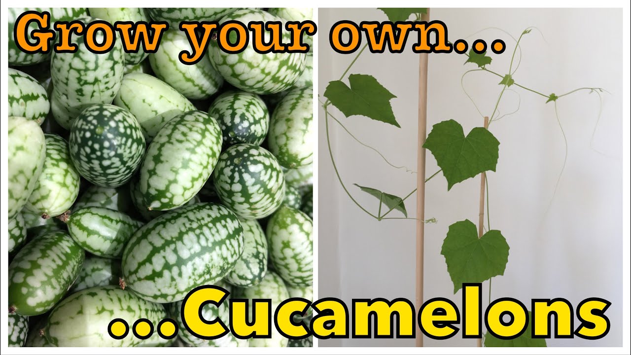 How to Grow Cucamelons - a Surprisingly Charming Little Fruit