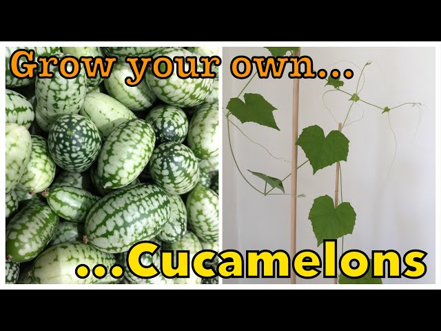 How to Grow Cucamelons - a Surprisingly Charming Little Fruit