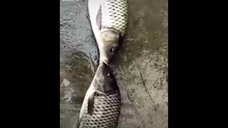 fish kiss #fishkiss