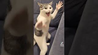#cats #ai #brainrot #clips #minecraft #minecraft #randompost #roblox #sigma #memes #funny #bleachbit