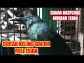 Cucak Keling Gacor Full Isian Bagus Untuk Pancingan Camperling Perling Kumbang Jalak Keling Mp3 - Mp4 Download