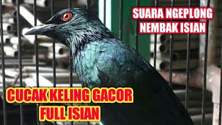 Cucak Keling Gacor Full Isian Bagus Untuk Pancingan || Camperling Perling Kumbang Jalak Keling