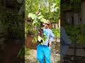 🐝 SCHWARM EINFANGEN #beesteez #bienenschwarm Mp3 Song