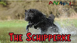 Animals video |  The Schipperke | facts about animals | general knowledge