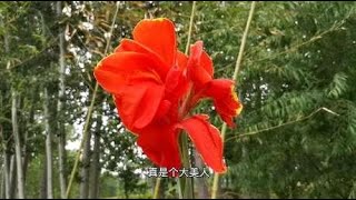 Veronica是一种美丽的观赏植物 品种和栽培 园林植物21