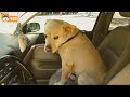 When Dogs Realizing They're Going to the Vet 🤣 Funniest Reaction